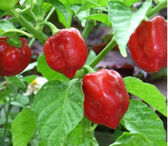 ハバネロの魅力